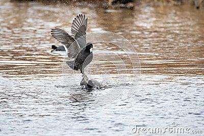 A picture of two American coots fighting each other. Stock Photo